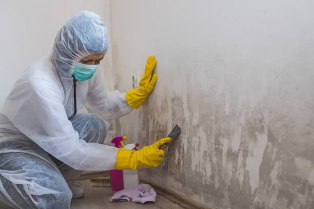 Best Crawl Space Mold Remediation  in San Carlos, AZ